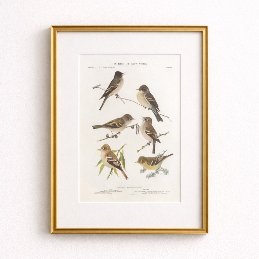🖤5/$25 Antique Ornithological Bird Print Original